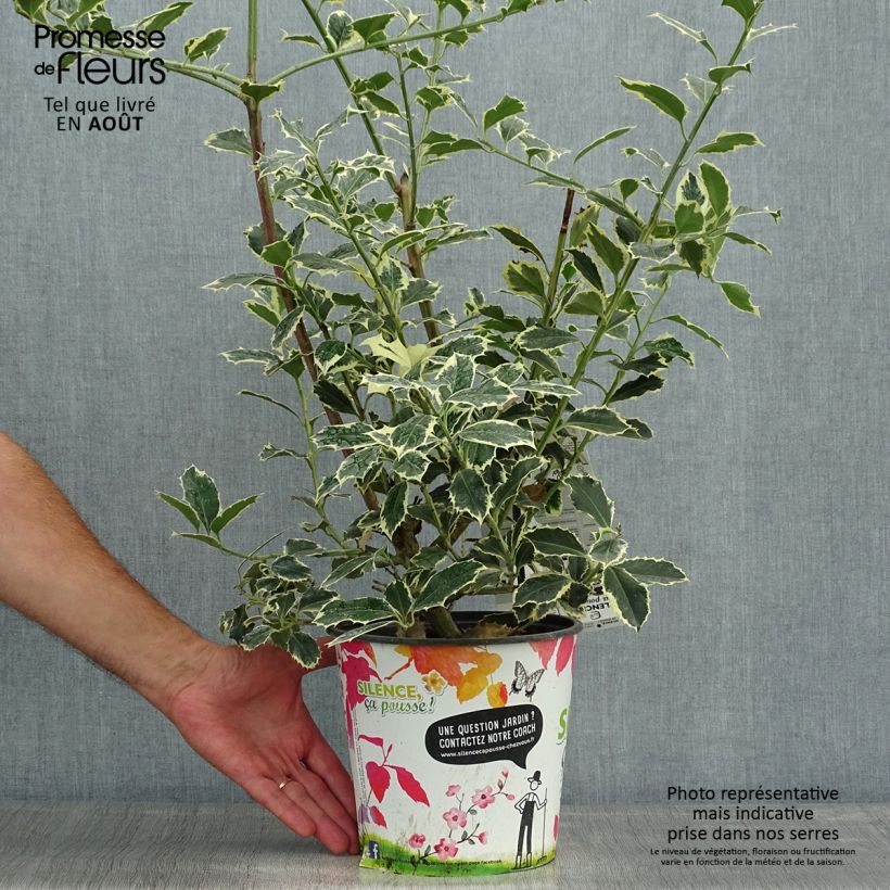 Exemplar von Weißbunte Stechpalme Argenteomarginata - Ilex aquifolium Topf mit 2L/3L wie im Sommer geliefert