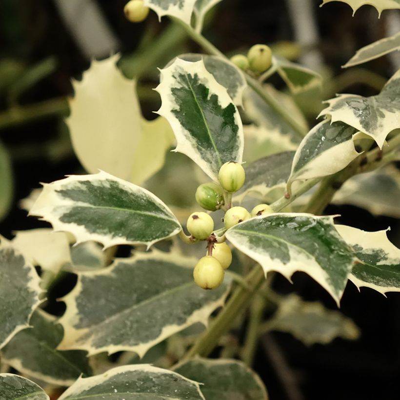 Weißbunte Stechpalme Argenteomarginata - Ilex aquifolium (Foliage)