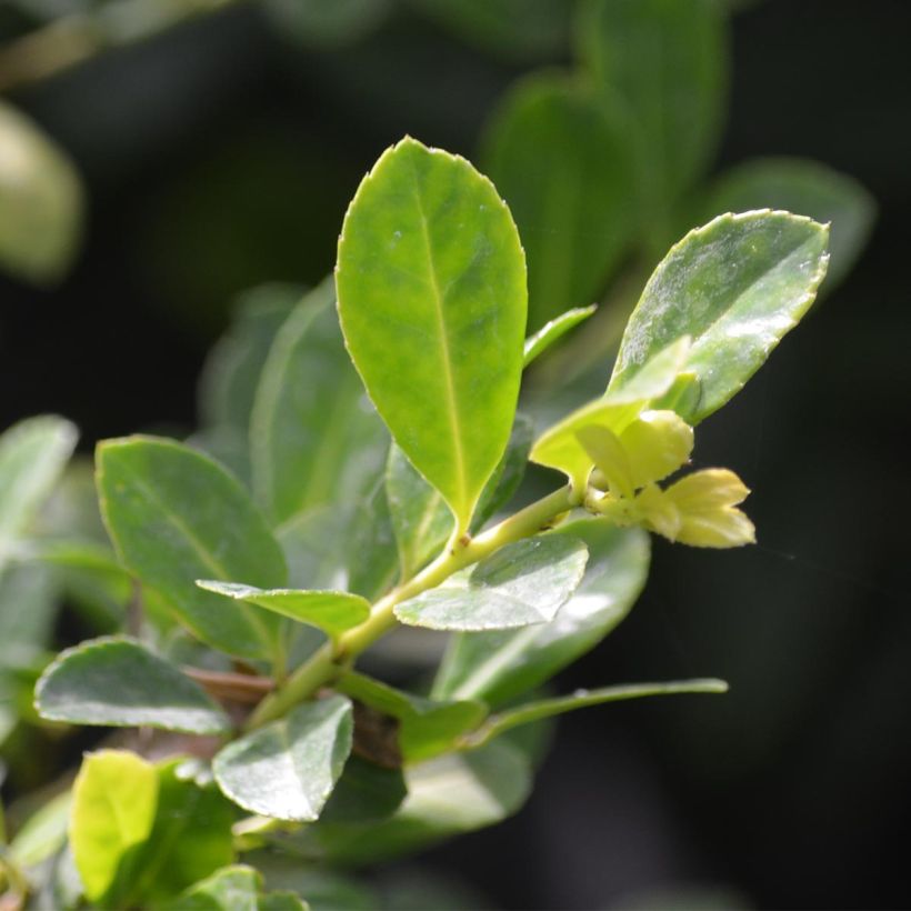 Großblättrige Golden King - Ilex (Foliage)