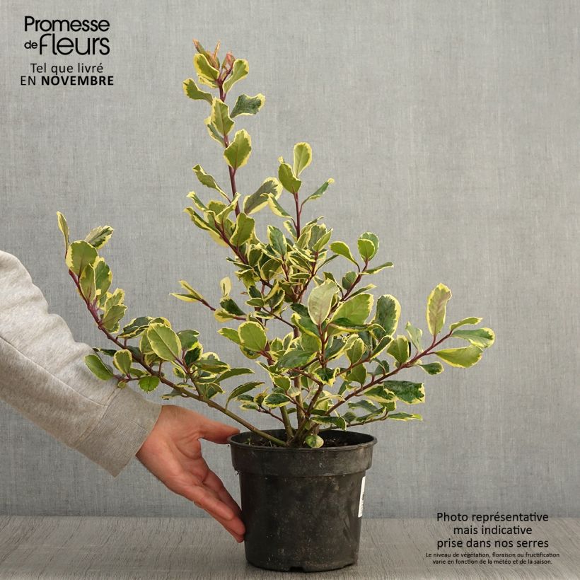 Example of Großblättrige Golden King - Ilex Topf mit 2L/3L as you get in automne