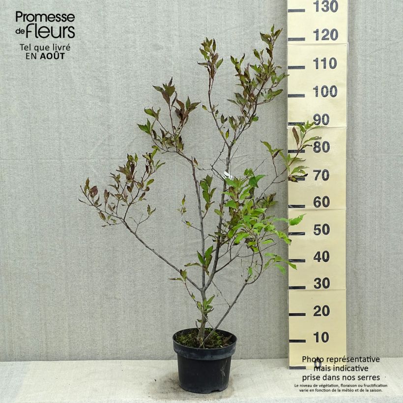 Exemplar von Ilex verticillata Magical Daydream Topf mit 4L/5L wie im Sommer geliefert