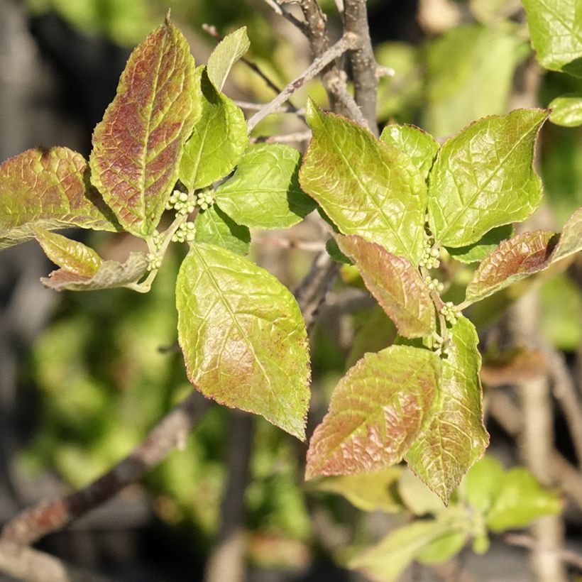 Ilex verticillata Oosterwijk - Korallenhülse (Foliage)