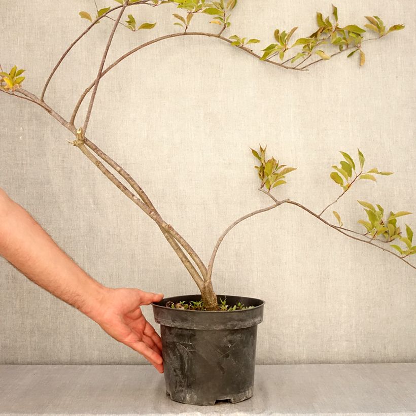 Example of Ilex verticillata Oosterwijk - Korallenhülse Topf mit 4L/5L as you get in ete