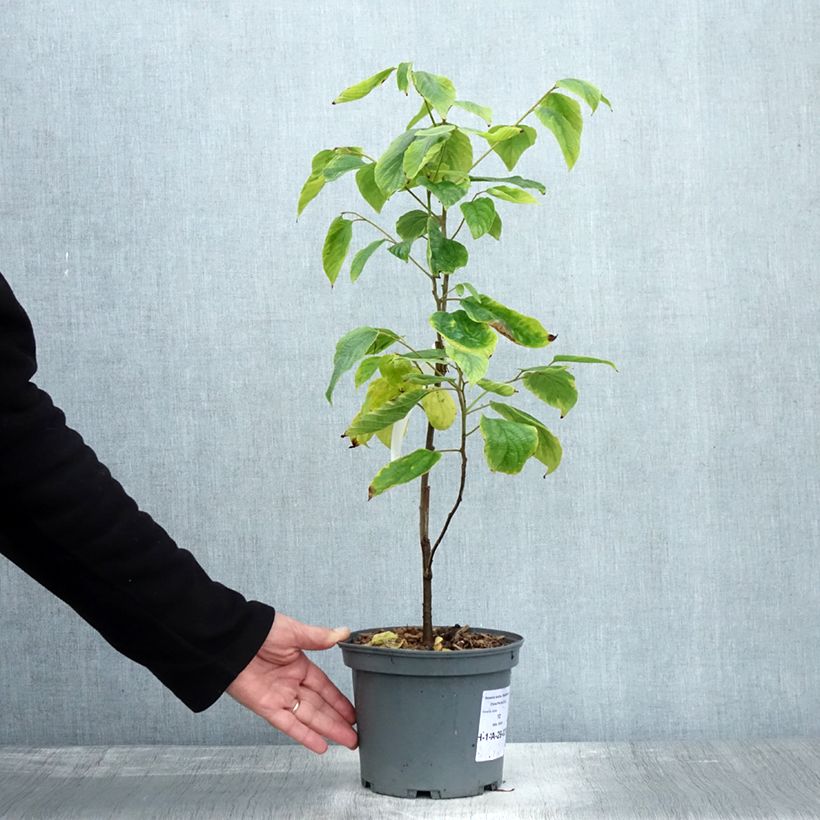Example of Japanischer Rosinenbaum - Hovenia dulcis Topf mit 2L/3L as you get in automne