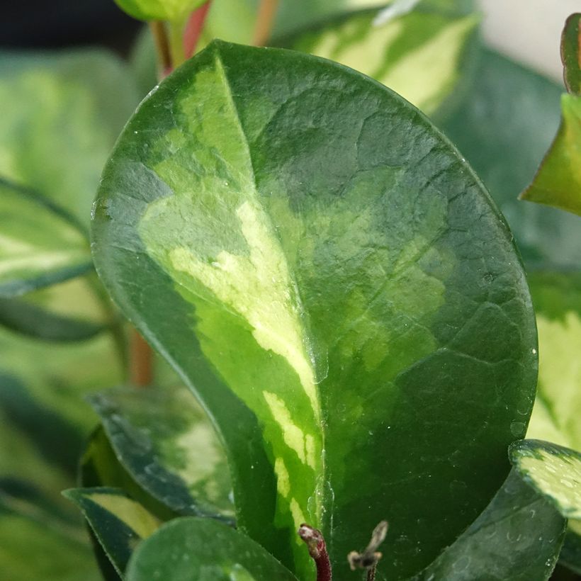 Hoya australis Tricolor - Porzellanblume (Laub)