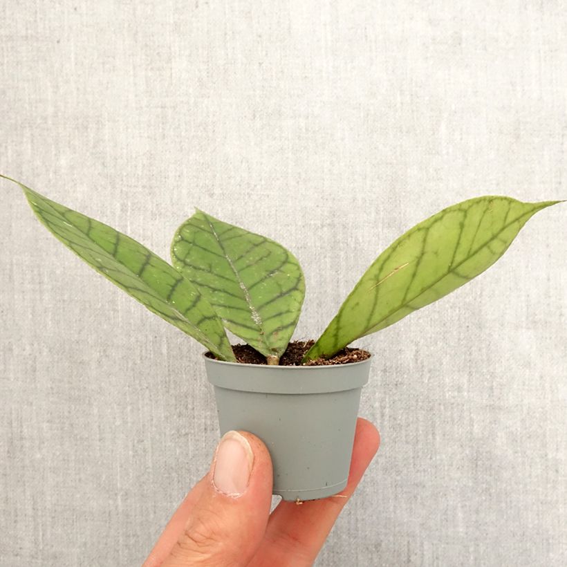 Example of Hoya callistophylla - Porzellanblume Mini-plante as you get in printemps
