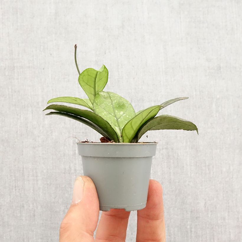 Example of Hoya callistophylla Sabah - Porzellanblume Mini-plante as you get in printemps