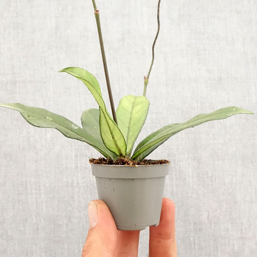 Example of Hoya crassipetiolata - Porzellanblume Mini-plante as you get in printemps