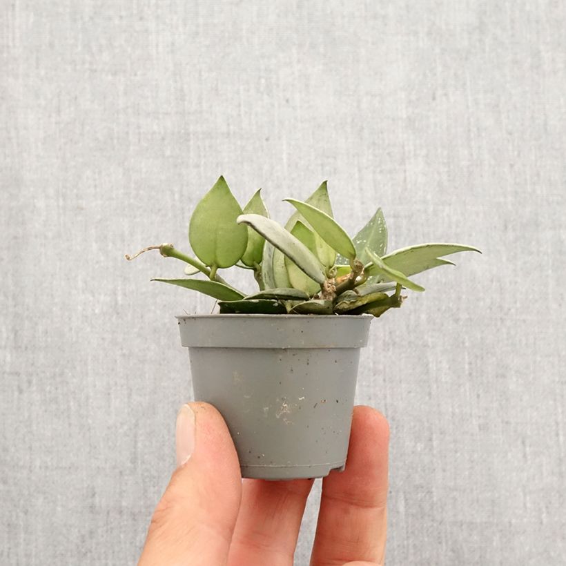 Example of Hoya Eskimo - Porzellanblume Mini-plante as you get in printemps