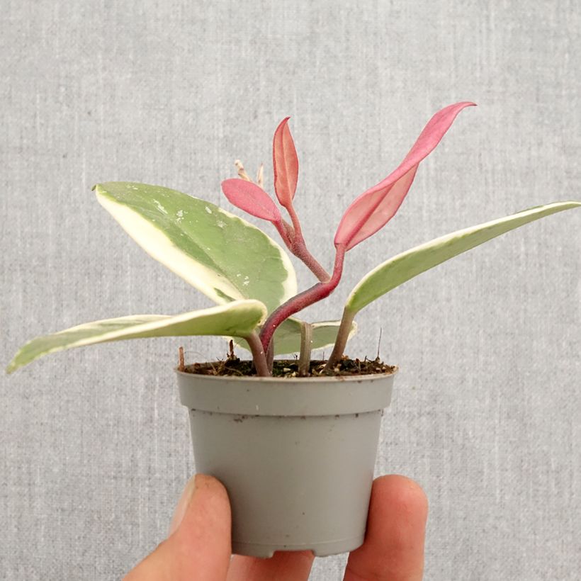 Example of Hoya Flamingo Dream - Porzellanblume Mini-plante as you get in printemps