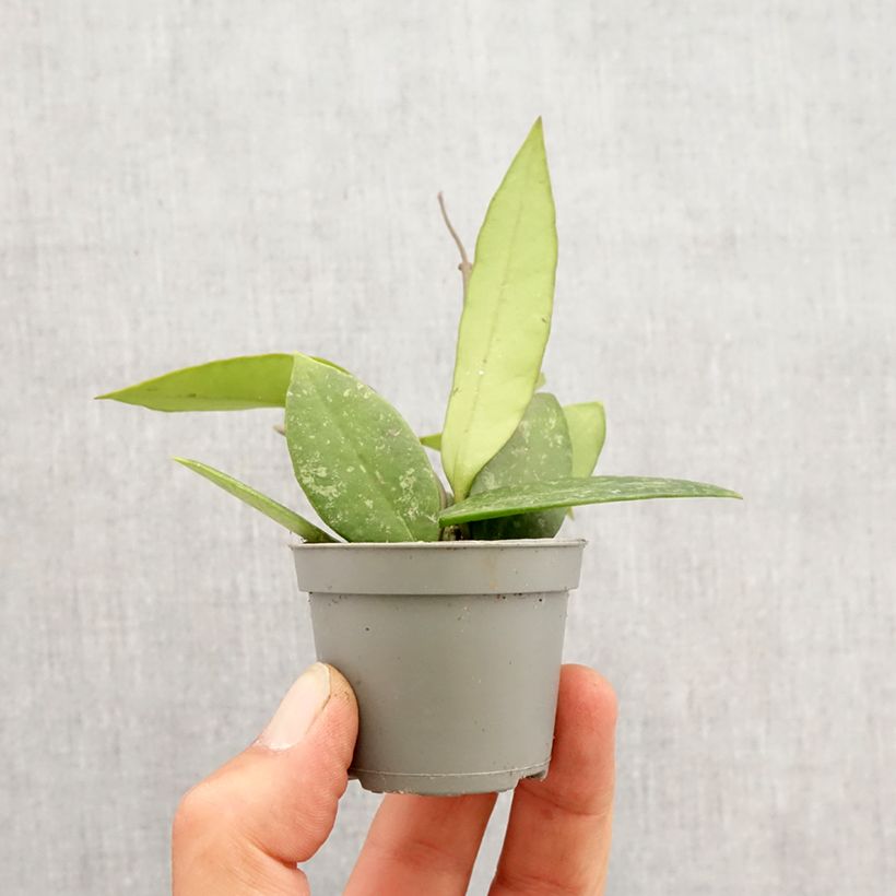 Example of Hoya gracilis - Porzellanblume Mini-plante as you get in printemps