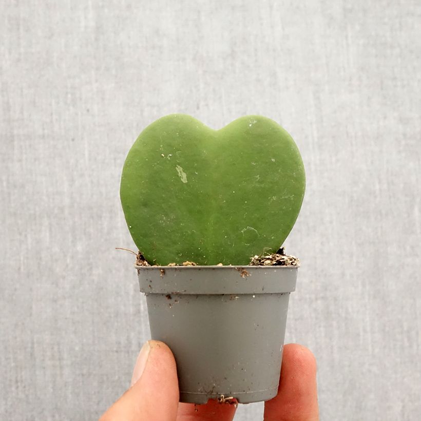 Example of Hoya kerrii - Herzblatt-Pflanze Mini-plante as you get in printemps