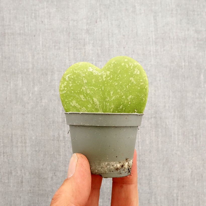 Example of Hoya kerrii Splash - Herzblatt-Pflanze Mini-plante as you get in printemps