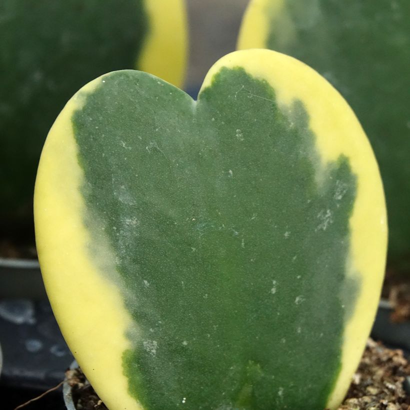 Hoya kerrii Variegata - Herzblatt-Pflanze (Laub)