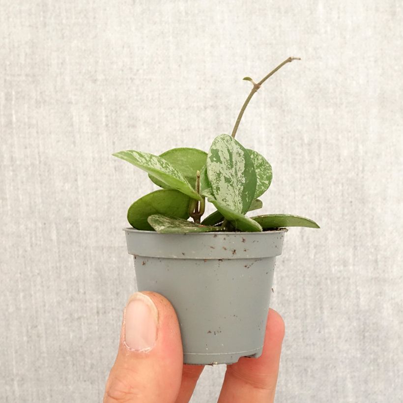 Example of Hoya Mathilde Splash - Porzellanblume Mini-plante as you get in printemps