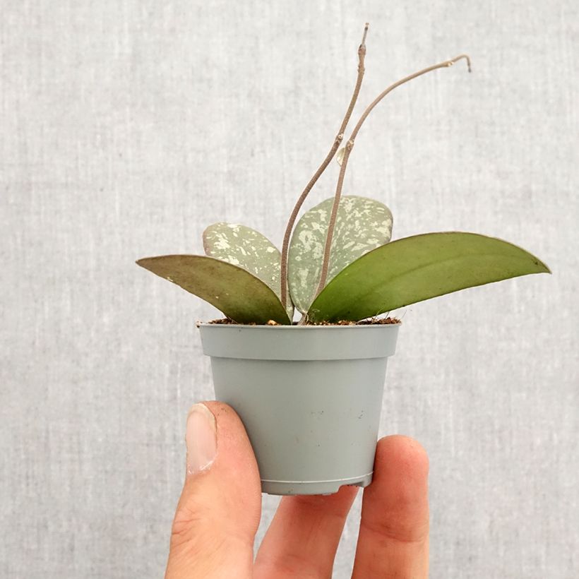 Example of Hoya sigillatis - Porzellanblume Mini-plante as you get in printemps
