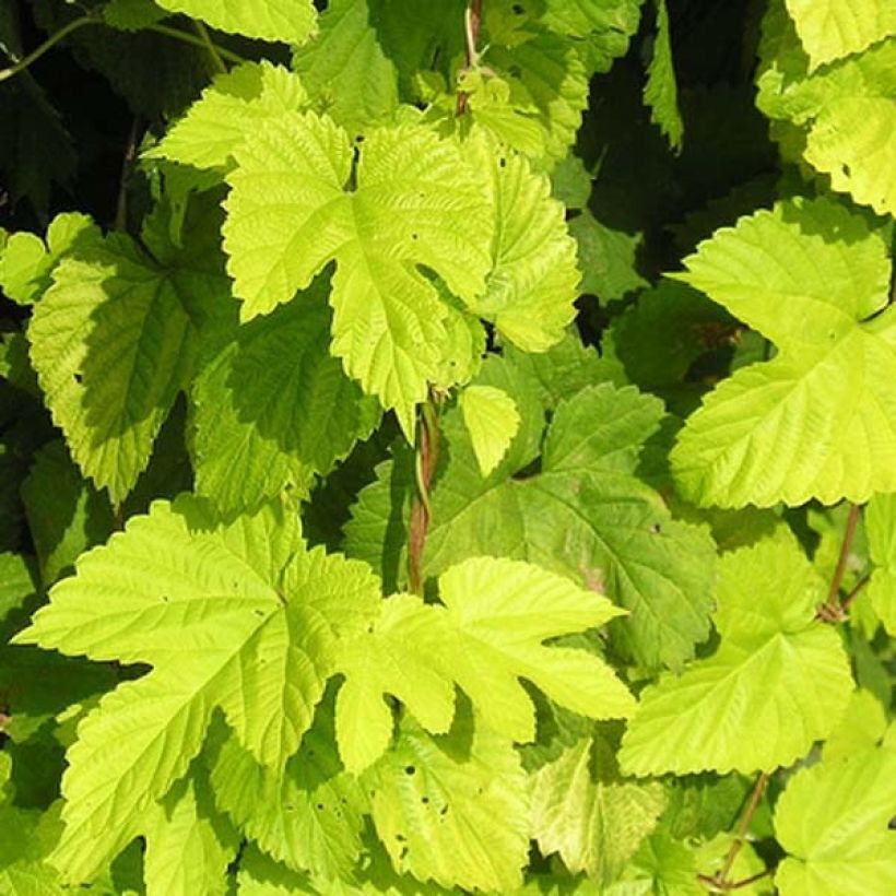 Humulus lupulus Aureus - Hopfen (Foliage)