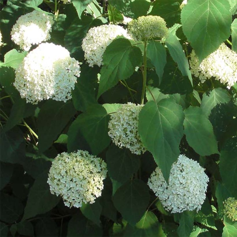 Schneeballhortensie Annabelle - Hydrangea arborescens (Blüte)