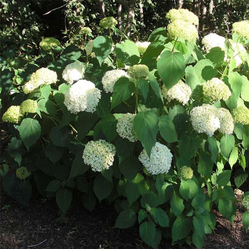 Schneeballhortensie Annabelle - Hydrangea arborescens (Wuchs)