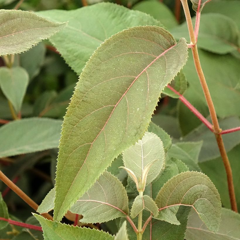 Hydrangea aspera Hot Chocolate - Samthortensie (Foliage)