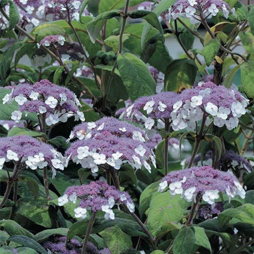Hydrangea aspera Macrophylla - Samthortensie (Flowering)