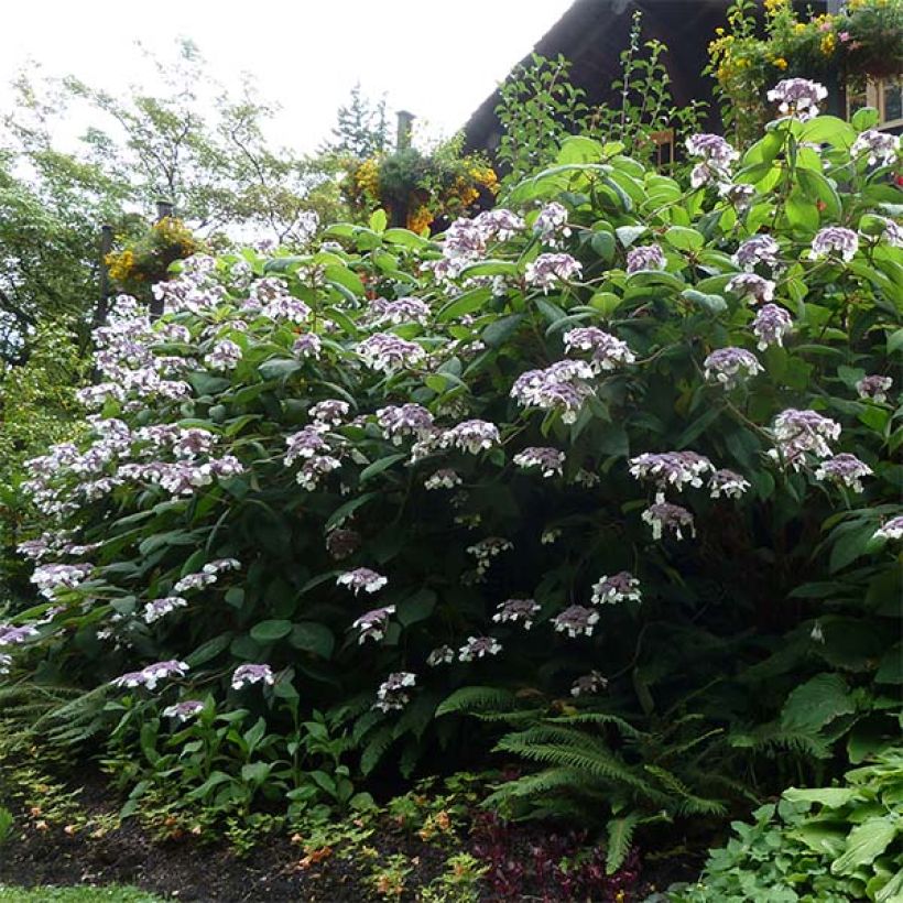 Hydrangea aspera Macrophylla - Samthortensie (Plant habit)