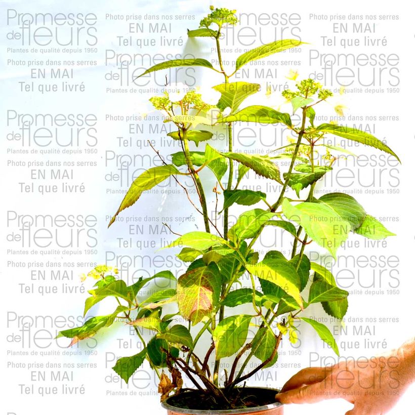 Example of Hydrangea macrophylla Dolce Kiss - Bauernhortensie Topf mit 2L/3L as you get