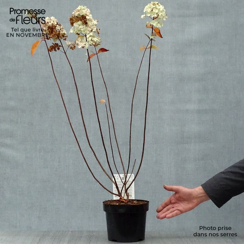 Example of Rispenhortensie Fraise Melba - Hydrangea paniculata Topf mit 3L/4L as you get in automne