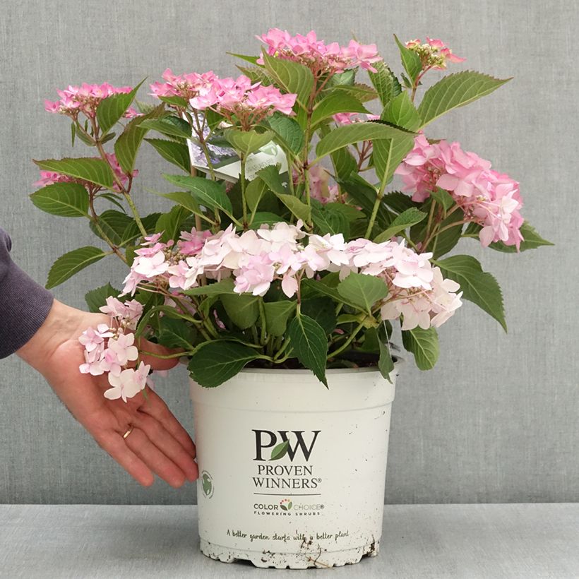 Exemplar von Tellerhortensie Frozen Smoothie - Hydrangea serrata Topf mit 4L/5L wie im Sommer geliefert