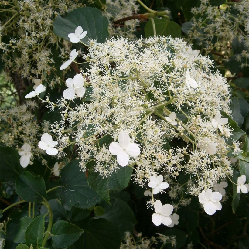 Hydrangea anomala ssp. petiolaris - Kletter-Hortensie (Flowering)