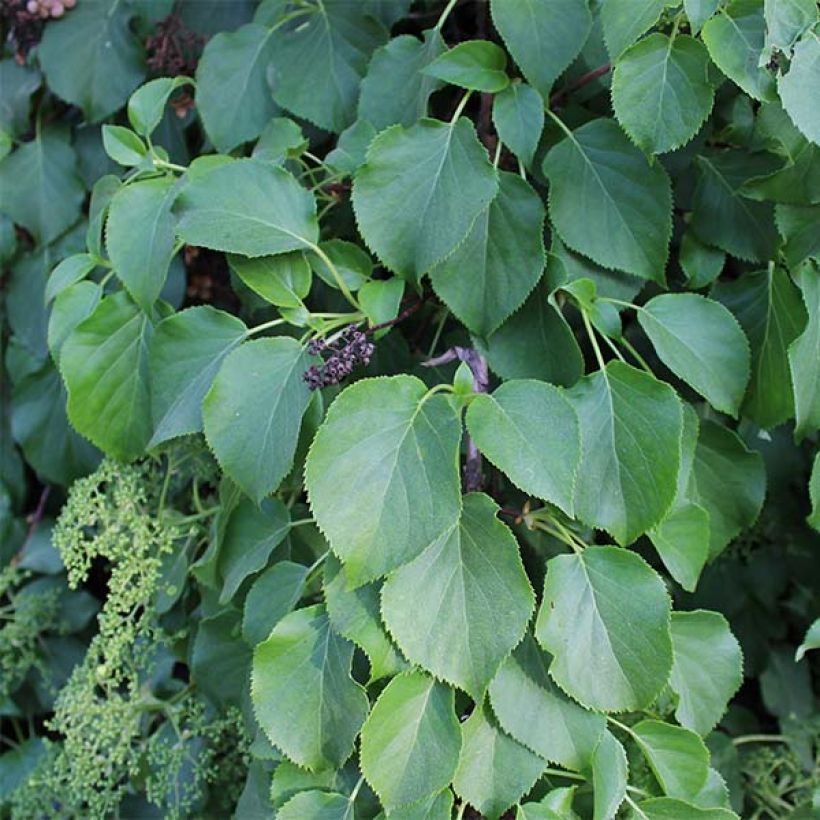 Hydrangea anomala ssp. petiolaris - Kletter-Hortensie (Foliage)