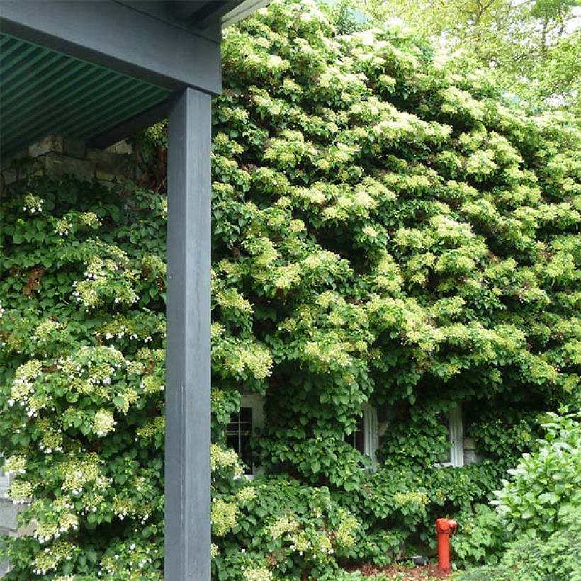 Hydrangea anomala ssp. petiolaris - Kletter-Hortensie (Plant habit)