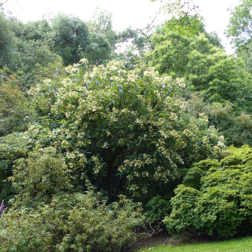 Hydrangea heteromalla - Chinesische Hortensie (Plant habit)