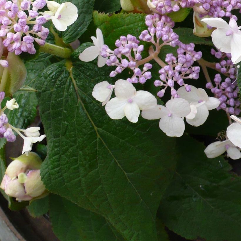 Hydrangea involucrata Late Love - Hüllblatt-Hortensie (Foliage)