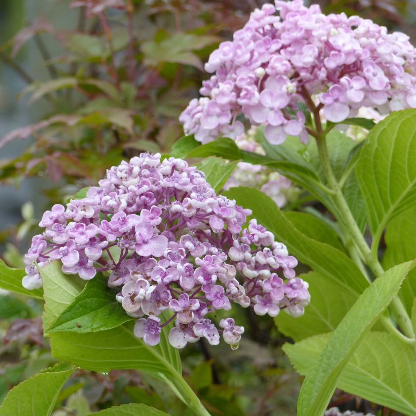 Hydrangea macrophylla Ayesha - Bauernhortensie (Foliage)