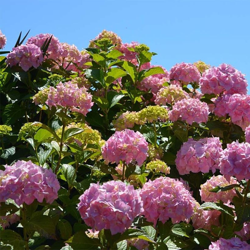 Hydrangea macrophylla Bouquet Rose - Bauernhortensie (Flowering)