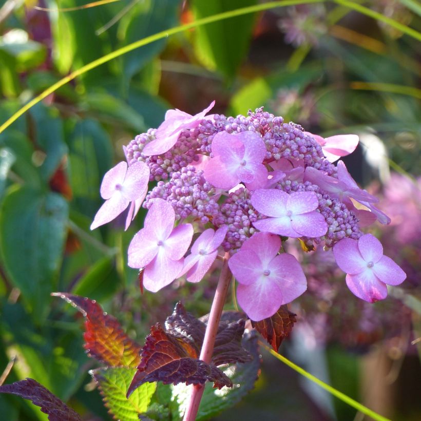 Hydrangea macrophylla Endless Summer Twist and Shout - Bauernhortensie (Flowering)
