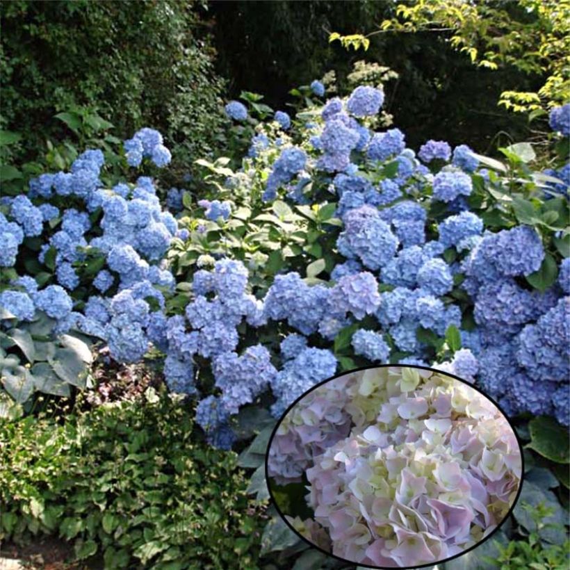 Hydrangea macrophylla Generale Vicomtesse de Vibraye - Bauernhortensie (Plant habit)
