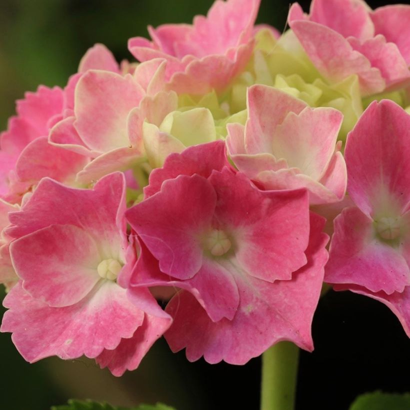 Hydrangea macrophylla Gertrud Glahn - Bauernhortensie (Flowering)