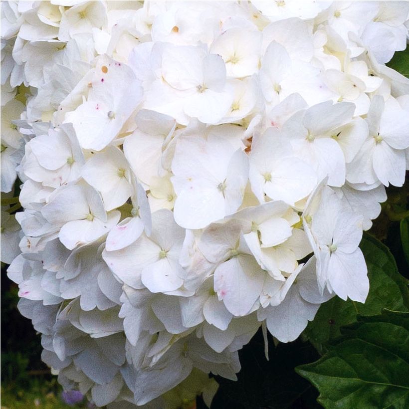 Hydrangea macrophylla Immaculata - Bauernhortensie (Flowering)