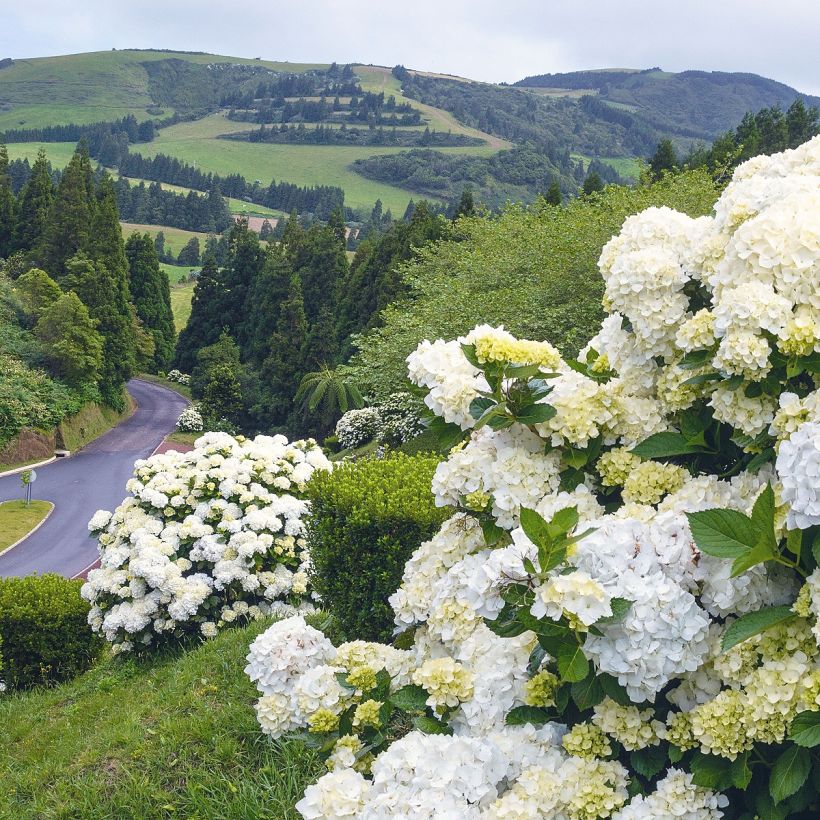 Hydrangea macrophylla Immaculata - Bauernhortensie (Plant habit)