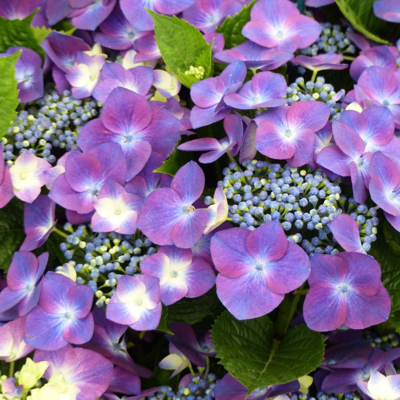 Hydrangea macrophylla Kardinal Violet - Bauernhortensie (Flowering)