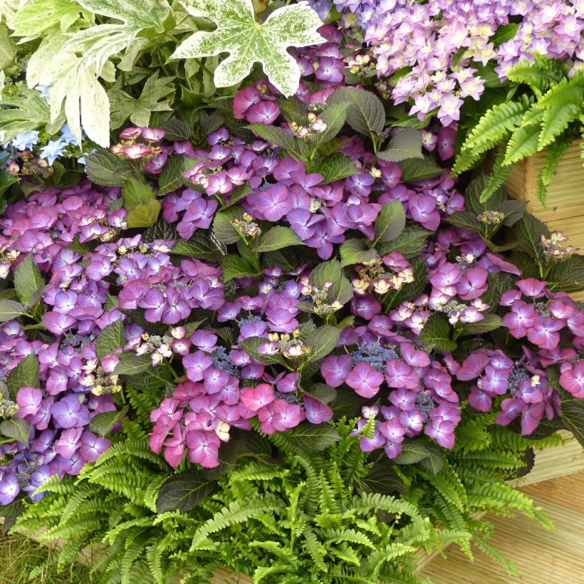 Hydrangea macrophylla Kardinal Violet - Bauernhortensie (Plant habit)