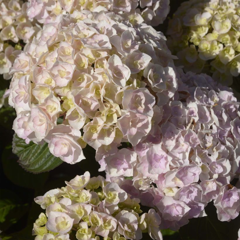 Hydrangea macrophylla Kazan - Bauernhortensie (Flowering)