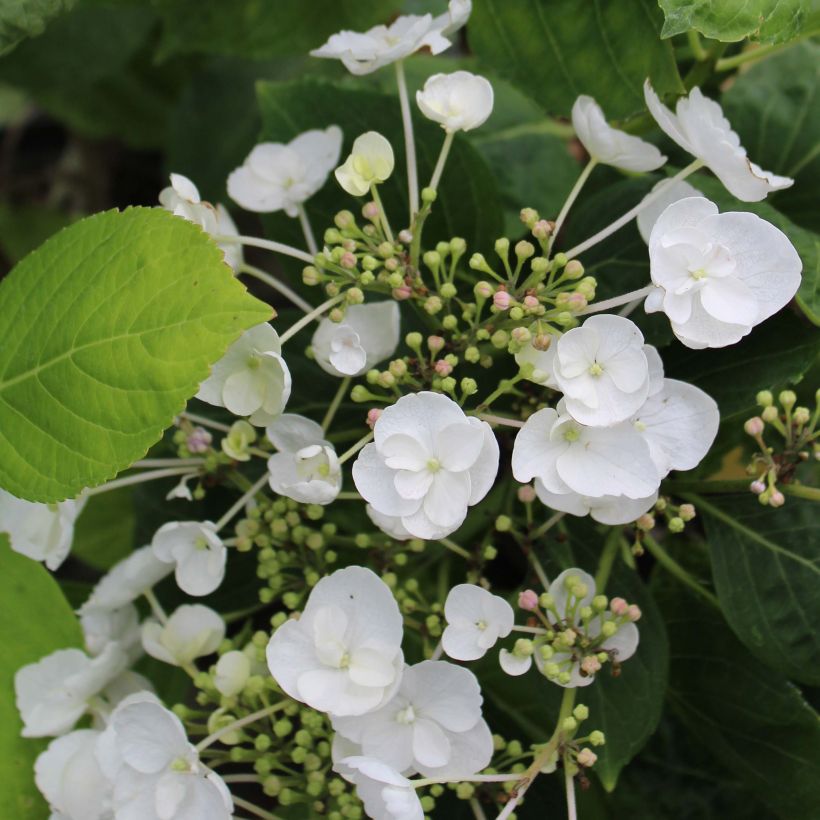 Hydrangea macrophylla Libelle - Bauernhortensie (Flowering)