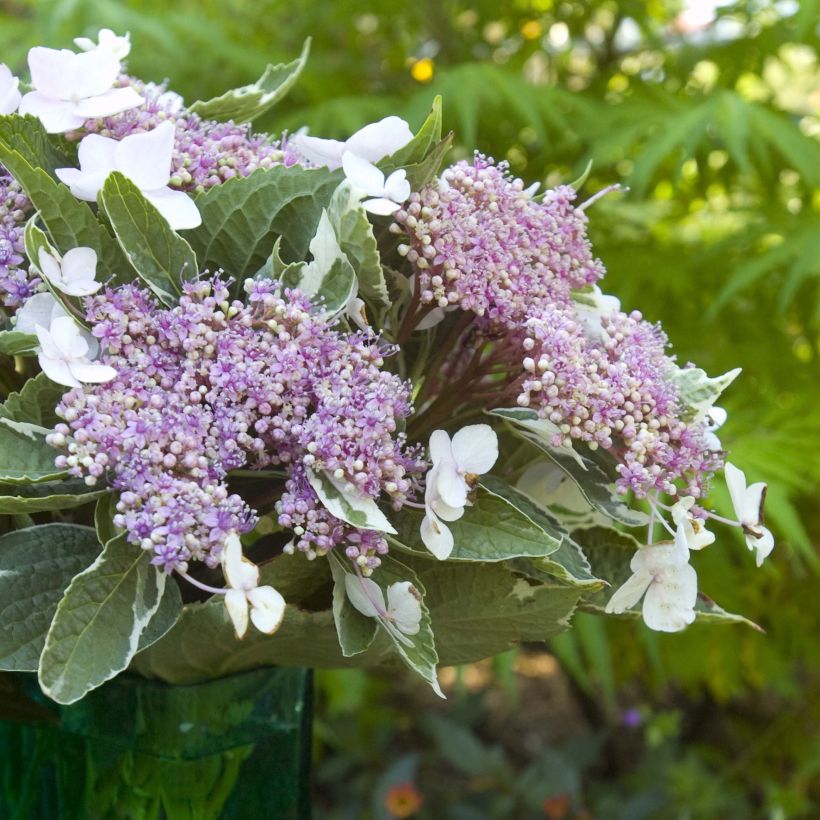 Hydrangea macrophylla Light'o'Day - Bauernhortensie (Flowering)