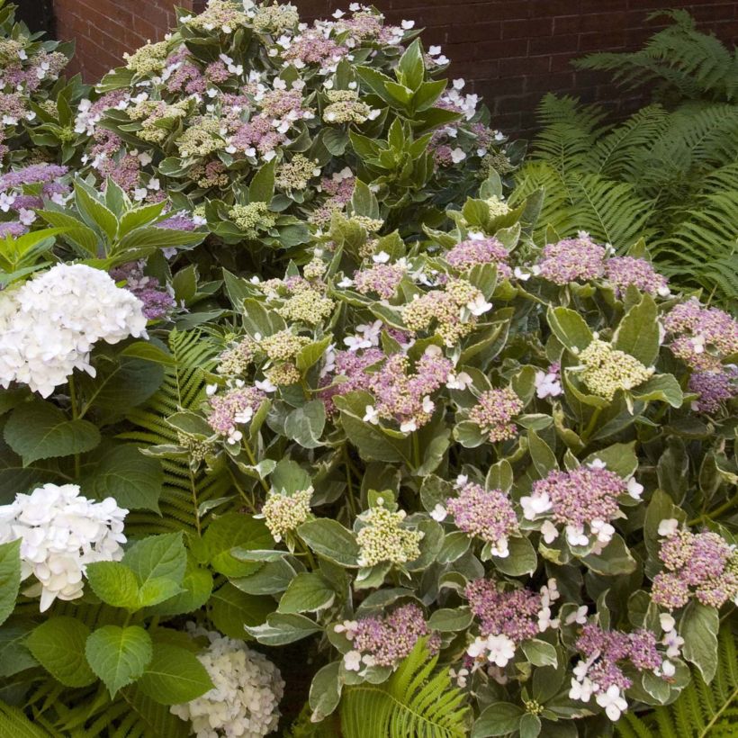 Hydrangea macrophylla Light'o'Day - Bauernhortensie (Plant habit)