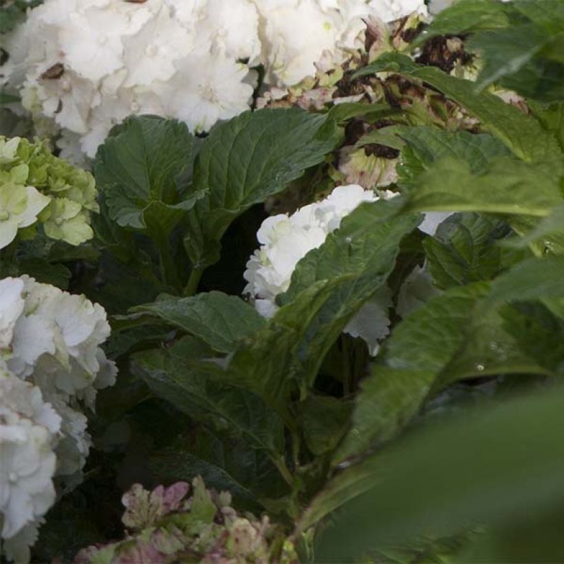 Hydrangea macrophylla Magical Jade - Bauernhortensie (Foliage)