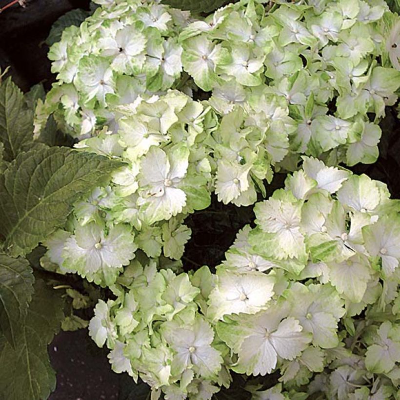 Hydrangea macrophylla Magical Jade - Bauernhortensie (Flowering)