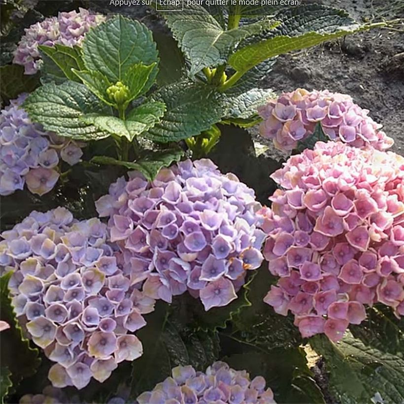 Hydrangea macrophylla Magical Revolution Bleu - Bauernhortensie (Flowering)